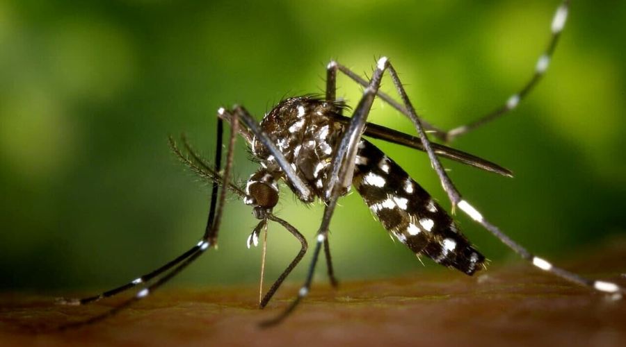 Clicca per accedere all'articolo Casi   confermati   di   dengue   con   esposizione   autoctona,   indicazioni generali