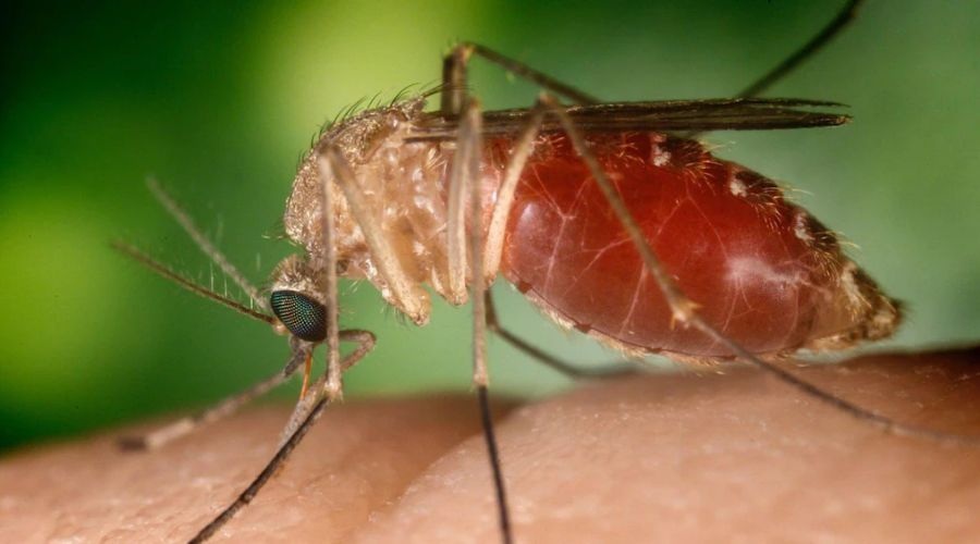 Clicca per accedere all'articolo West Nile: prevenzione, sorveglianza ed interventi